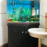 اکواریوم شیک کمددار