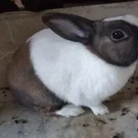 خرگوش خونگی ۱ ساله