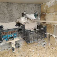 کبوتر پرنده