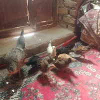 مرغ با جوجه