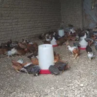 جوجه مرغ محلی ۲ ماهه