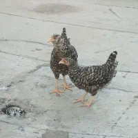 جوجه امروک