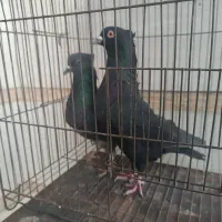 کبوتر|پرنده|الشتر, |دیوار