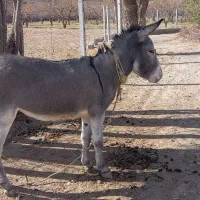 خر نر جوان گوسفندی|حیوانات مزرعه|قوچان, |دیوار