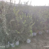 نهال انار واندر فول|گل و گیاه طبیعی|تهران, جوادیه|دیوار
