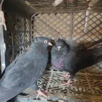 کفتر تهرانی|پرنده|زابل, |دیوار