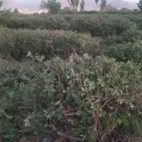 باغ گل محمدی|فروش زمین و ملک کلنگی|کاشان, فاز ۱ ناجی آباد|دیوار