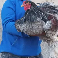 فروش خروس برهما