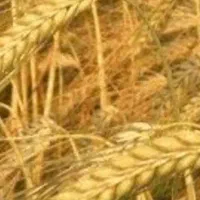 خریدار جو گندم نقدی