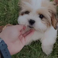 سگ سوپر فلت