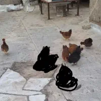 فروش مرغ خروش