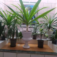 گل های زیبا و شاداب|گل و گیاه طبیعی|فسا, |دیوار