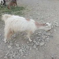 گوسفندفروشی|حیوانات مزرعه|ایرانشهر, |دیوار