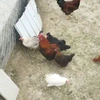 خروس|حیوانات مزرعه|دینور, |دیوار