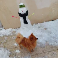 واگذاری سگ پامر|سگ|مشهد, ابوذر|دیوار