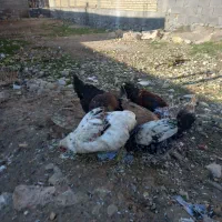 مرغ تخم گذار ،جوجه، خروس