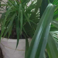 گل پاندانوس ۱۰ ساله خیلی بزرگ|گل و گیاه طبیعی|شاهین‌شهر, عطار|دیوار