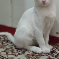 گربه