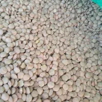 عدس پُلویی خوشپخت حراج