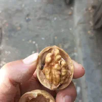 گردو چینی درجه ۱|خوردنی و آشامیدنی|اهواز, کوی علوی|دیوار