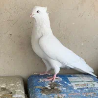 دوتانر نوک ریز|پرنده|پیر بکران, |دیوار