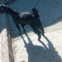 گوسفند|حیوانات مزرعه|سیب و سوران, |دیوار