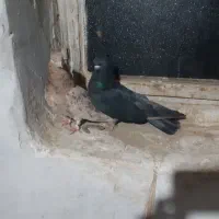 دو جفت سرول|پرنده|درگزین, |دیوار