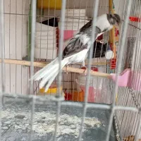 یک جفت قناری رسمی بلند اماده