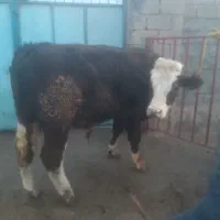 فروش دوعدد گاو یکی بلژیک ولیموزین