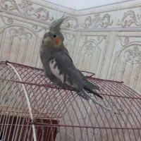 فروش جفت عروس هلندی مولد همراه با جوجه|پرنده|بافق, |دیوار