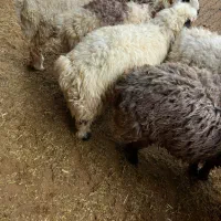 فروش ۸راس بره  نر|حیوانات مزرعه|پاسارگاد, |دیوار