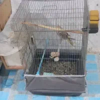 عروس هلندی|پرنده|خرمشهر, |دیوار