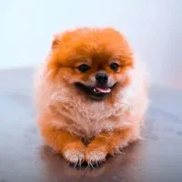 کلینیک دامپزشکی آریو