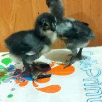 جوجه لاری نژاد اصیل|حیوانات مزرعه|جویم, |دیوار