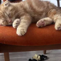 اسکاتیش فولد نر