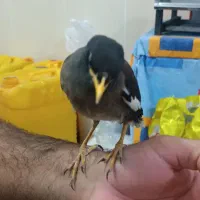 مرغ مینا