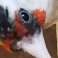 سهره