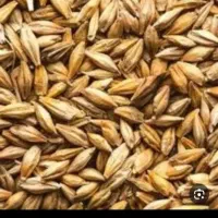 جو فروش