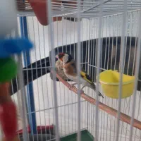 سهره چهارگل نردرشت آروم بخون|پرنده|تایباد, |دیوار