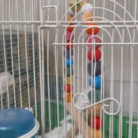 عروس هلندی البینو چشم شرابی نرو ماده با قفس و لانه|پرنده|گرگان, |دیوار