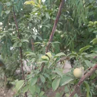 باغ استسنایی|فروش زمین و ملک کلنگی|اسلام‌شهر, کاشانک|دیوار