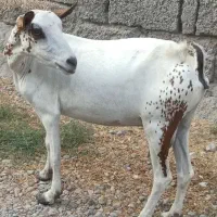بز ابستن