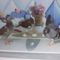 کبوتر|پرنده|باوی, |دیوار