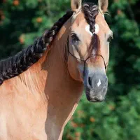 آموزش سوارکاری