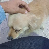 سگ گمشده|حیوانات|یاسوج, |دیوار