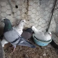 فروشی تعدادی کفتر