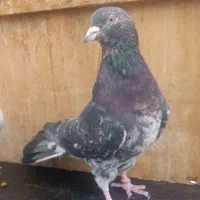 کفترپرشیسرور