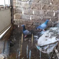 کفتزب. م|پرنده|تربتحیدریه, پائین ولایت|دیوار