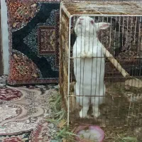 فروش خرگوش بازیگوش