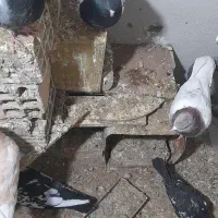 پرنده کبوتر